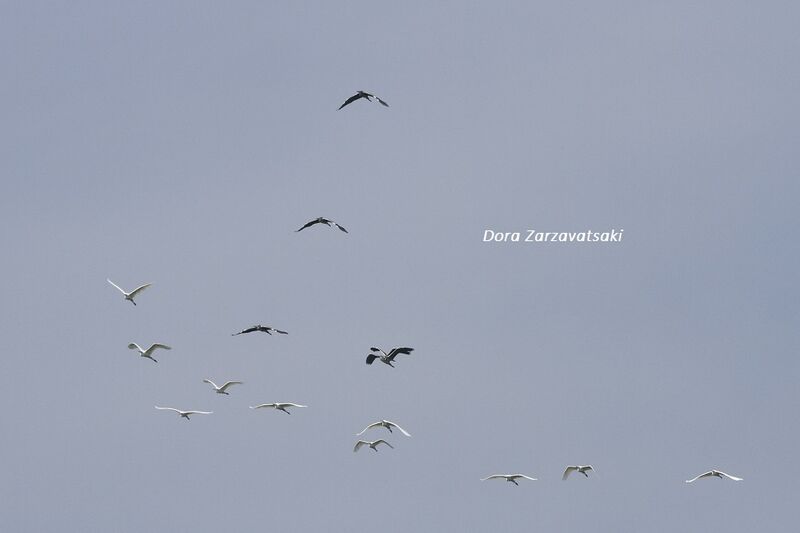 Great Egret