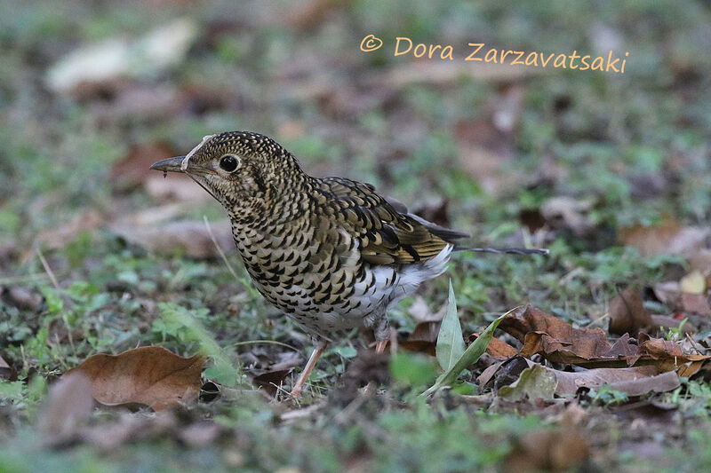 Grive doréeadulte, camouflage, marche