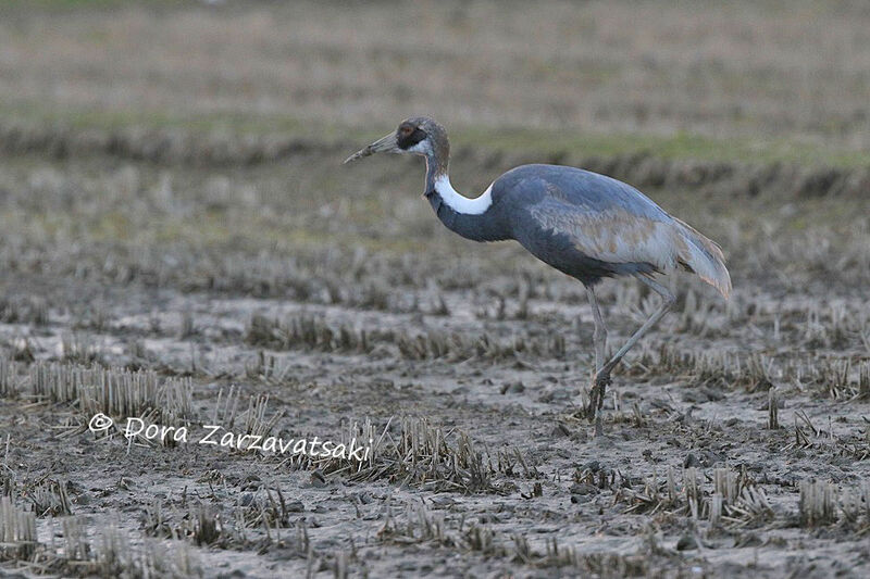 White-naped Crane