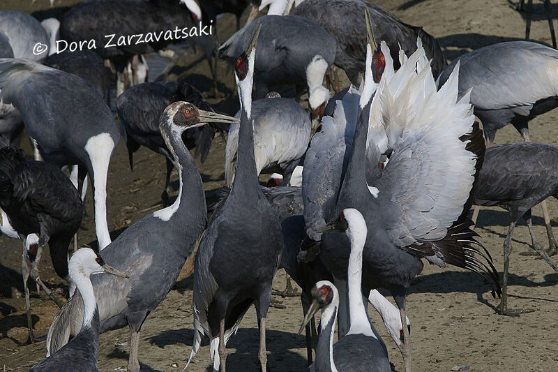 White-naped Crane, Behaviour