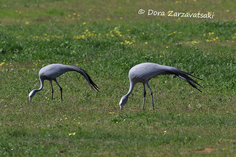 Grue de paradisadulte nuptial, mange