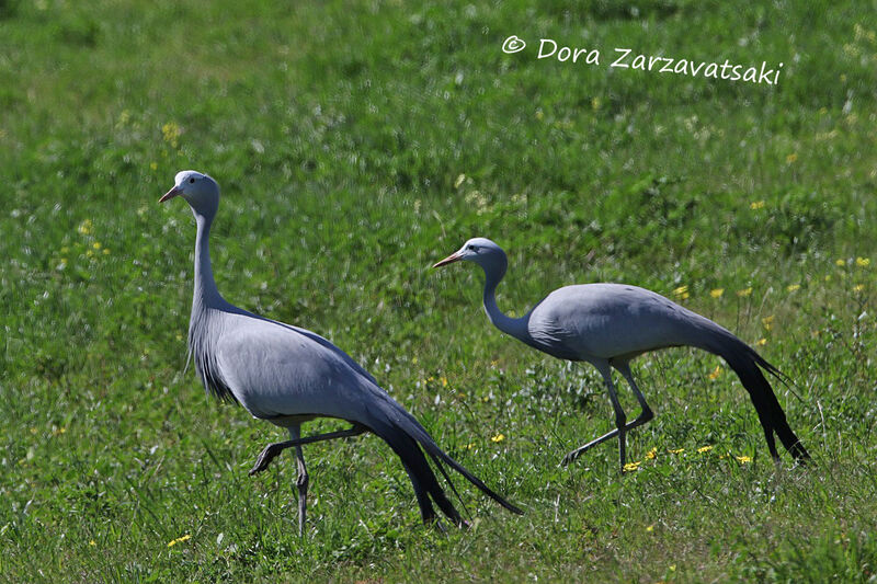 Grue de paradisadulte nuptial, marche