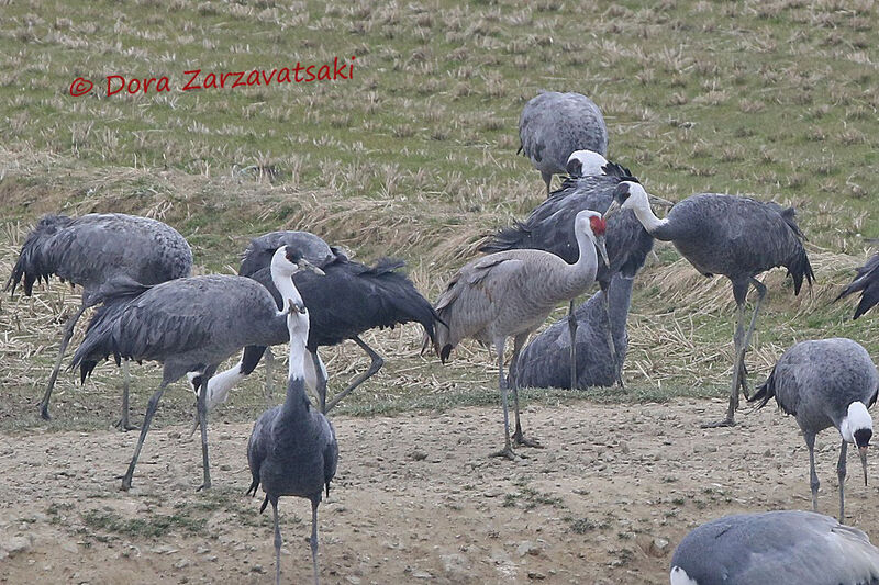 Sandhill Crane