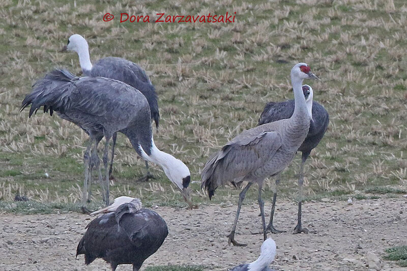 Sandhill Crane