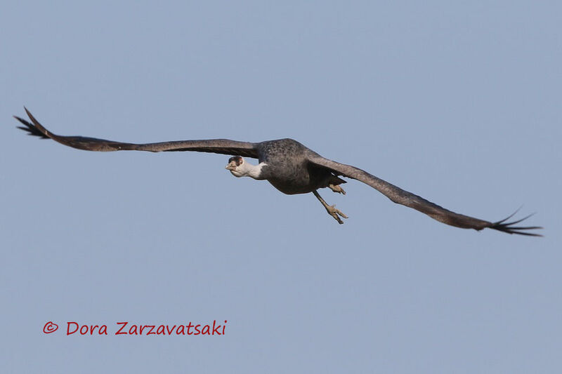 Hooded Crane