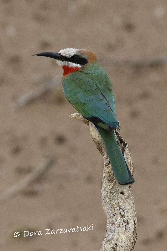 White-fronted Bee-eateradult