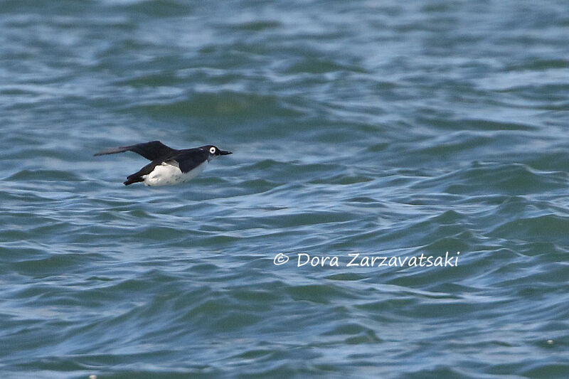 Guillemot à lunettes