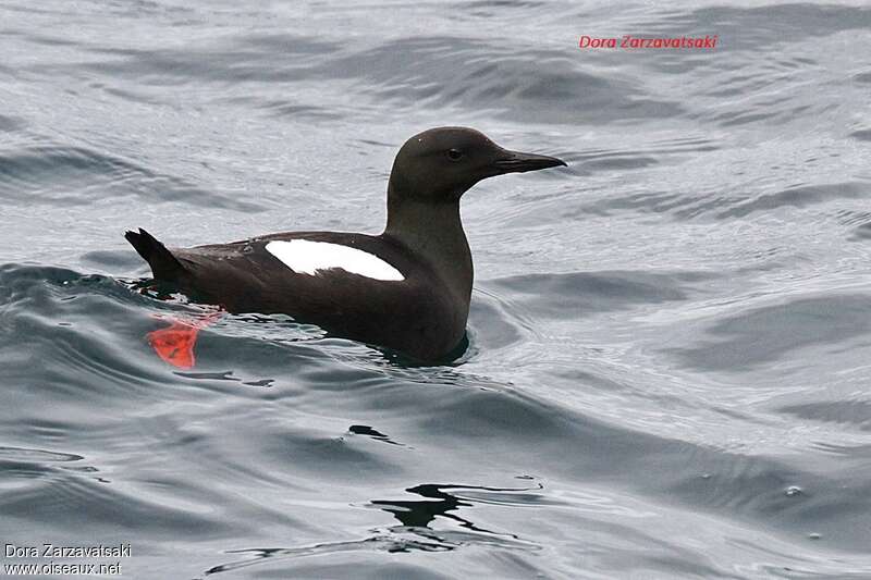 Guillemot à miroiradulte, pigmentation, nage