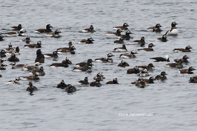 Long-tailed Duck