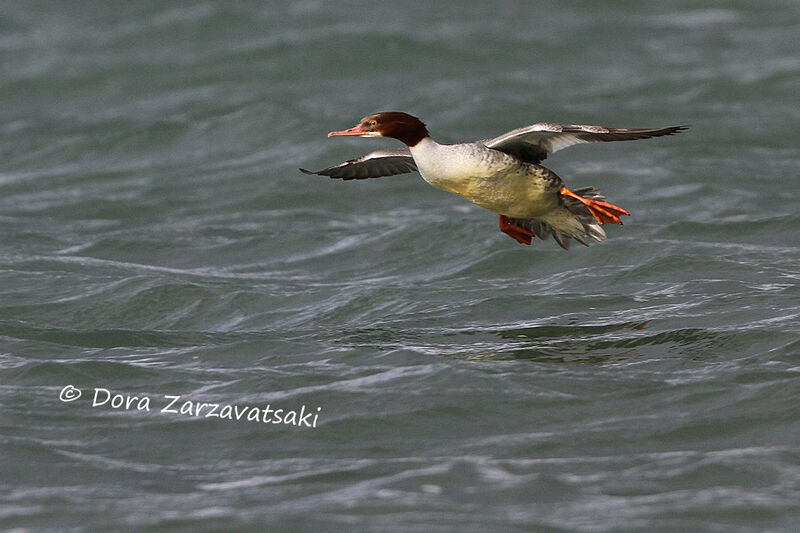 Common Merganser