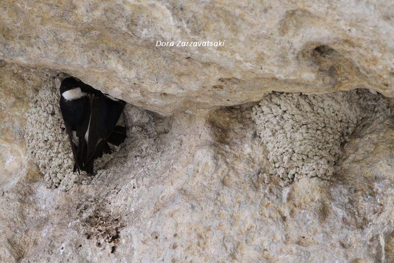 Western House Martin