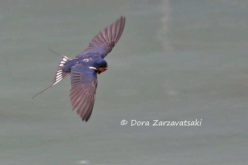 Barn Swallow