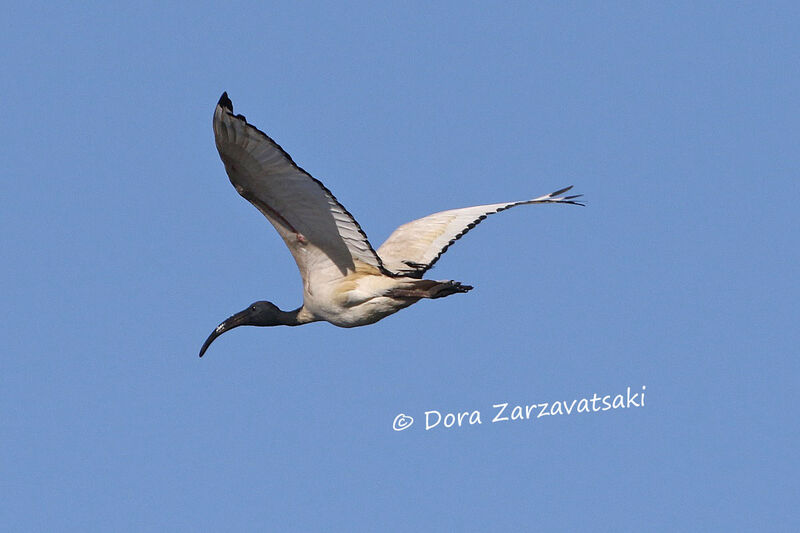 Ibis sacréadulte, Vol