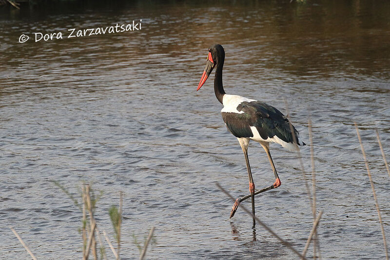 Saddle-billed Storkadult, walking