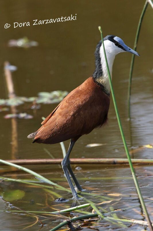 Jacana à poitrine doréeadulte