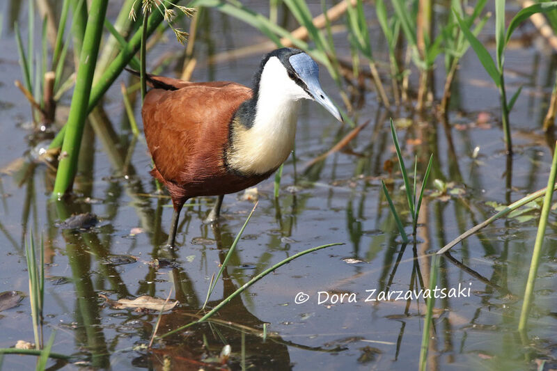 African Jacana