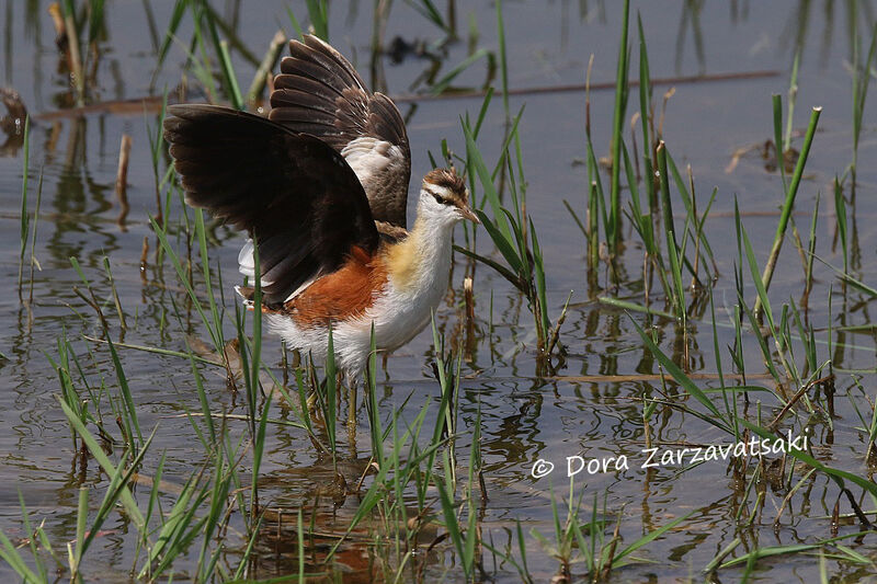 Jacana nainadulte