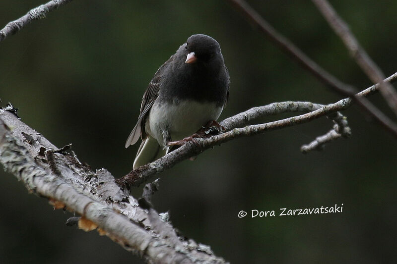 Junco ardoiséadulte