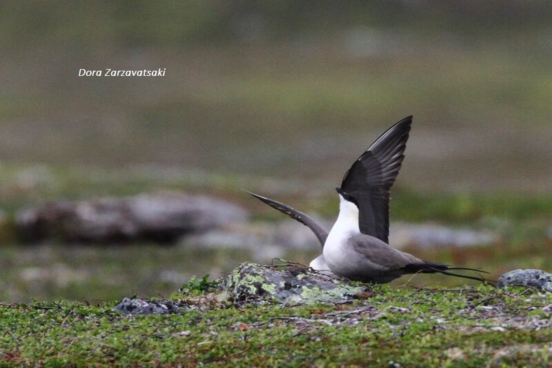 Long-tailed Jaeger