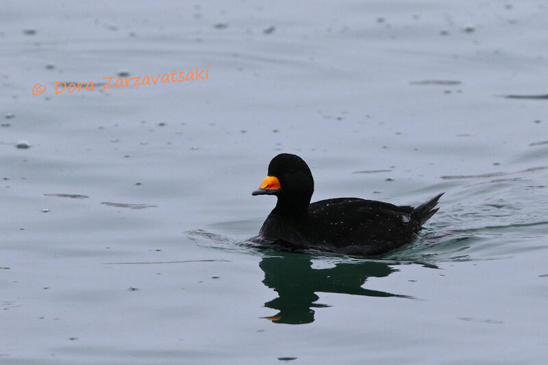 Black Scoter