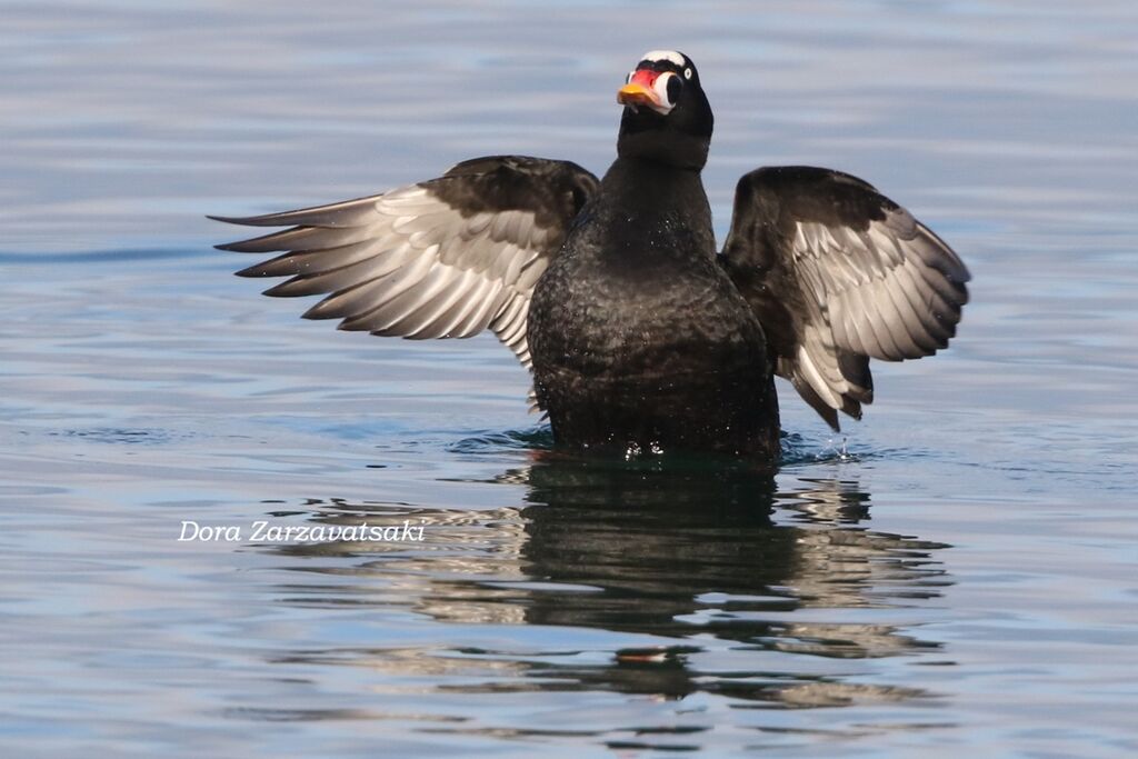 Surf Scoter