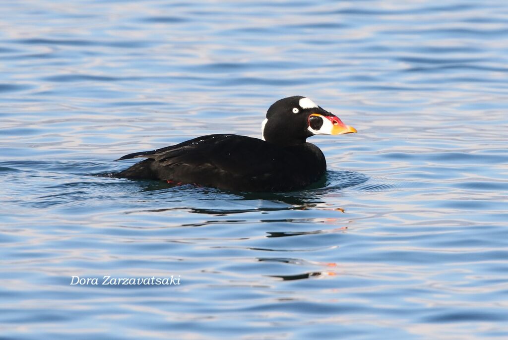 Surf Scoteradult, identification, aspect, swimming