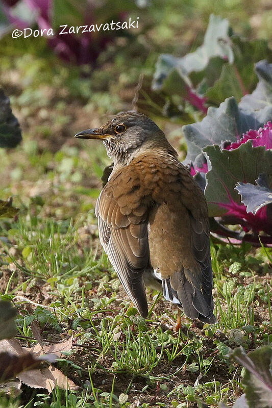 Pale Thrush