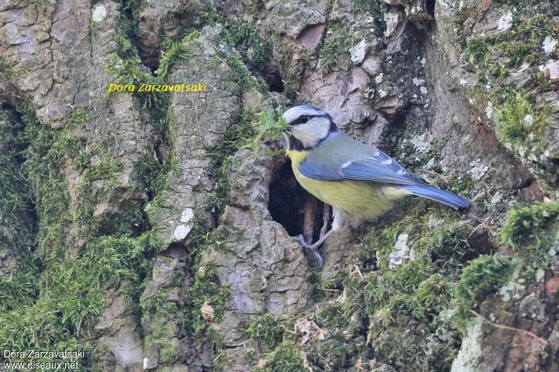 Eurasian Blue Titadult, Reproduction-nesting