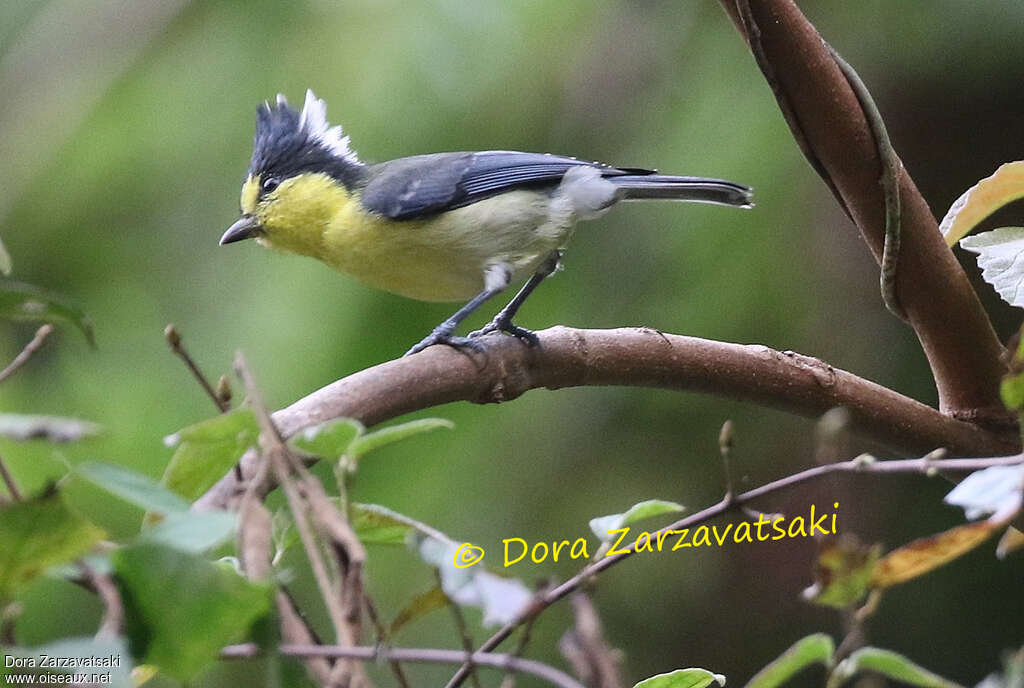 Mésange de Taiwanadulte, identification