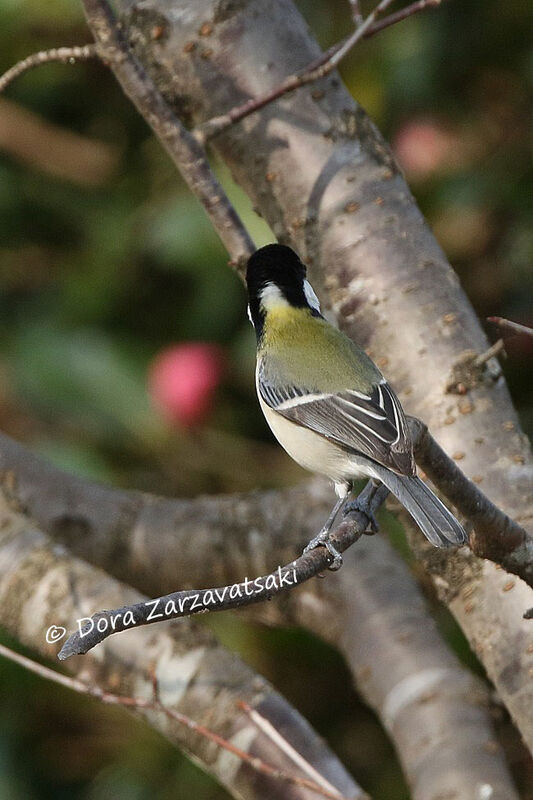 Cinereous Tit