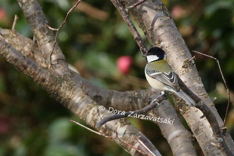 Cinereous Tit