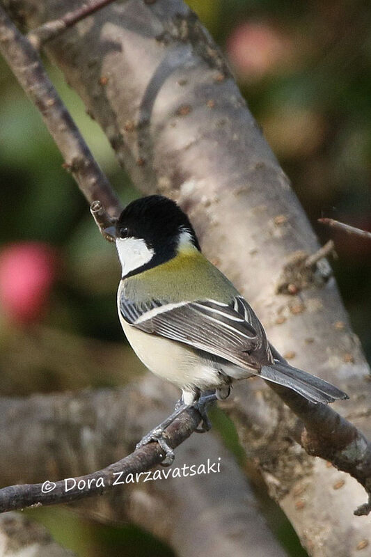 Cinereous Tit