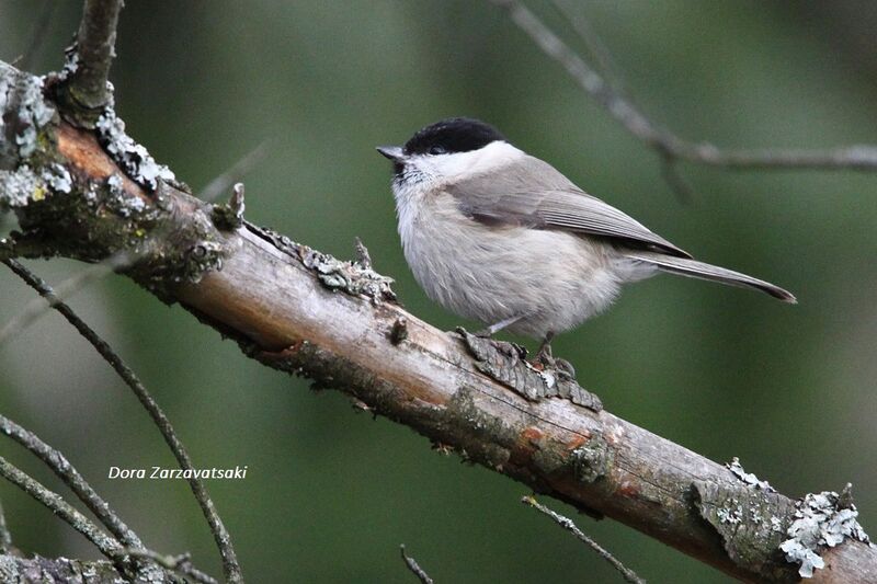 Marsh Tit