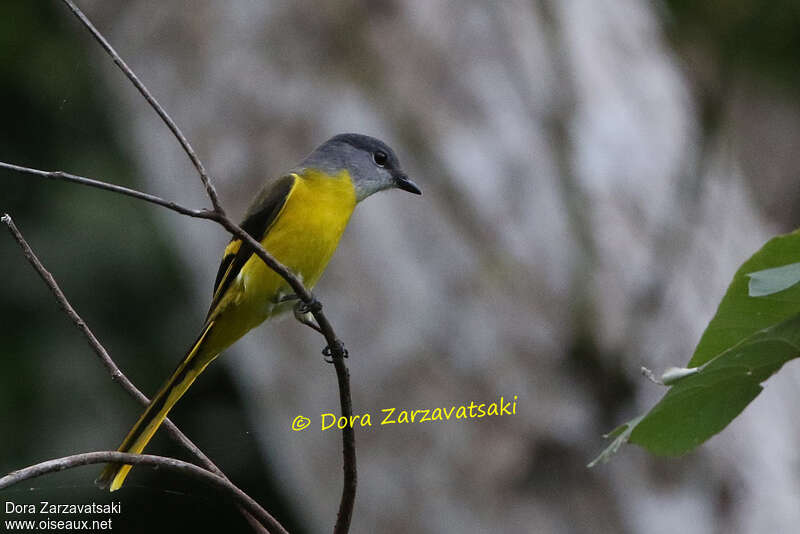 Minivet mandarin femelle adulte, identification