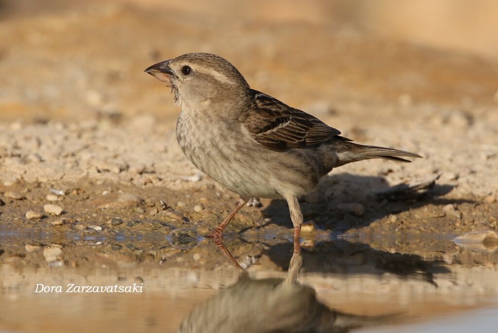 Moineau soulcie, identification, composition