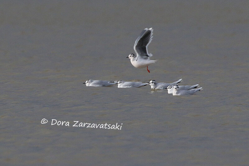 Little Gulladult post breeding, Behaviour