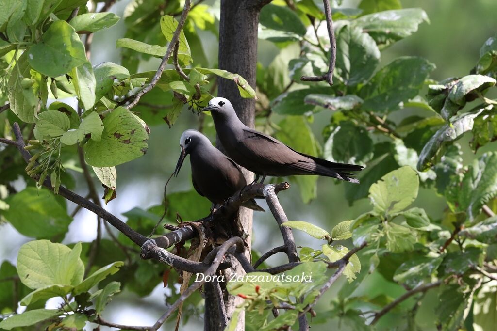 Noddi marianneadulte, habitat, composition, Nidification
