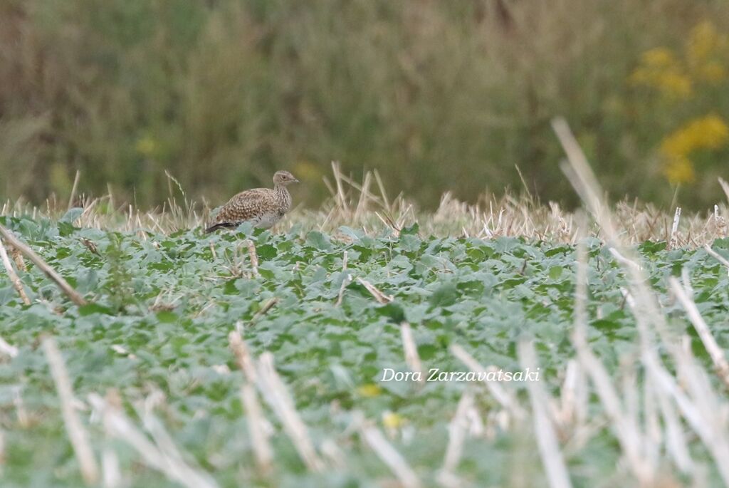 Outarde canepetièreadulte, identification, mue