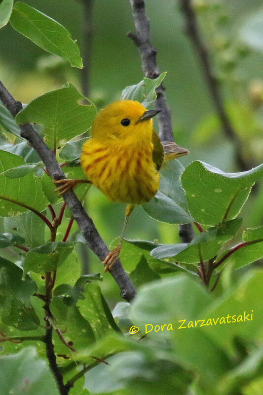 American Yellow Warbleradult breeding