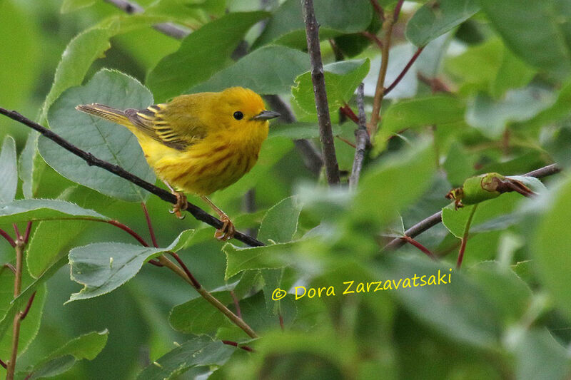 American Yellow Warbleradult