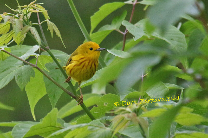 American Yellow Warbleradult