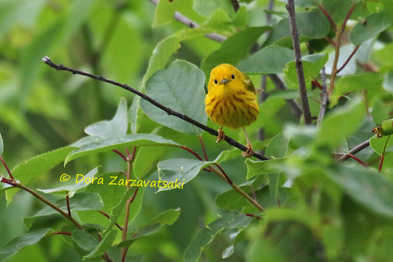 American Yellow Warbleradult breeding