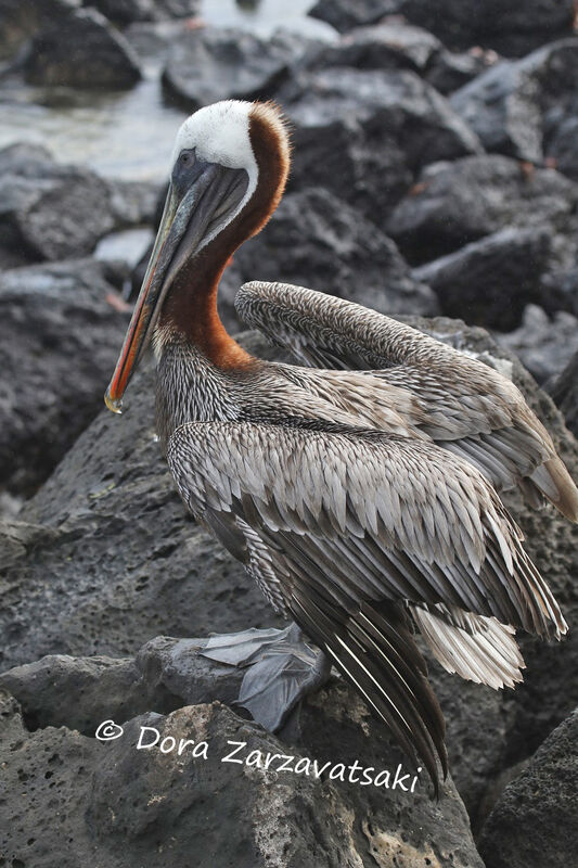 Pélican brunadulte, identification