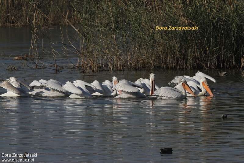 Pélican friséadulte, habitat, pêche/chasse