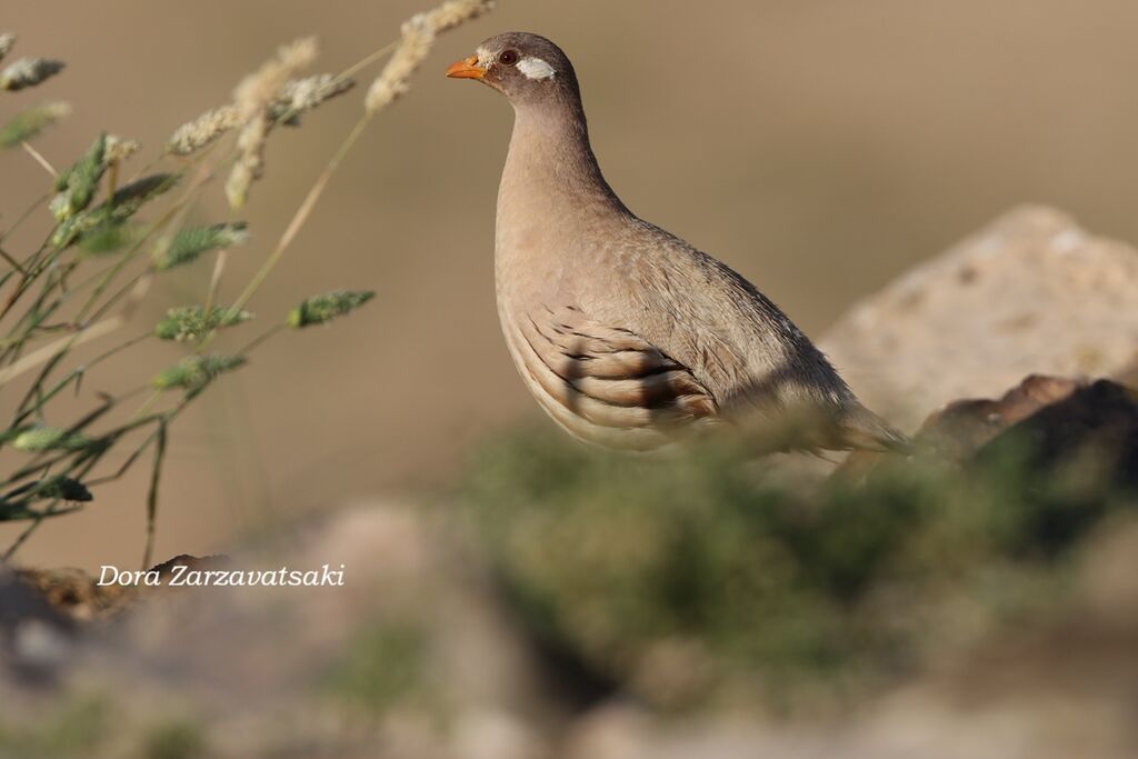 Perdrix de Hey mâle adulte, identification, composition
