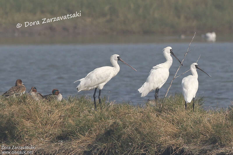 Black-faced Spoonbill, pigmentation, Behaviour