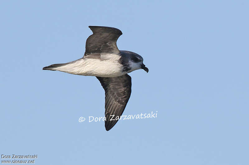 Soft-plumaged Petreladult, pigmentation, Flight