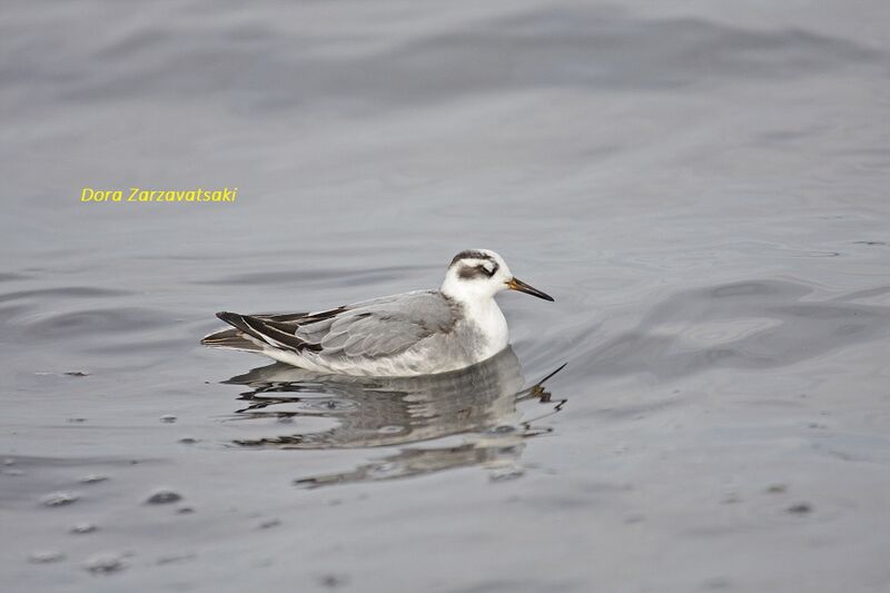 Red Phalarope