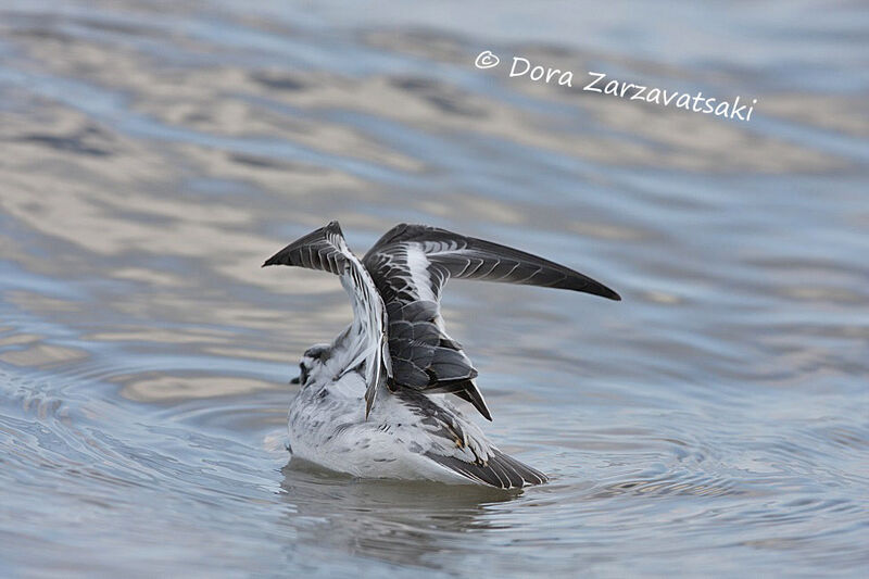 Red Phalarope