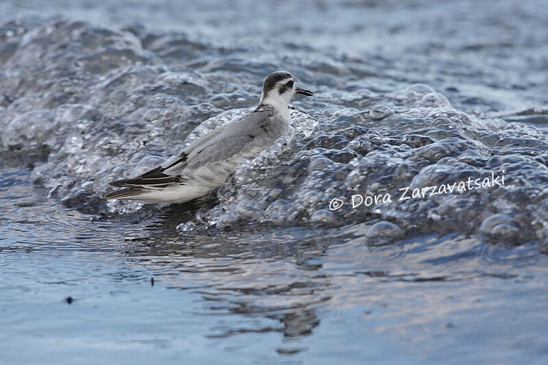 Phalarope à bec large